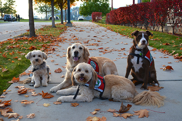 bark-program_therapy-dogs